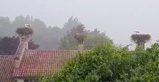 Le cicogne durante il nubifragio di ieri pomeriggio a Racconigi