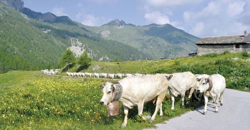 La transumanza di San Giovanni: in Piemonte sono 165 mila i capi bovini saliti agli alpeggi