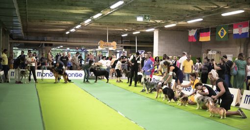 Un'edizione precedente dell'esposizione canina di Mondovì Un'edizione precedente dell'esposizione canina di Mondovì