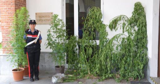 Piante di marijuana nascoste fra quelle di pomodori: brindisino di 37 anni arrestato a Busca