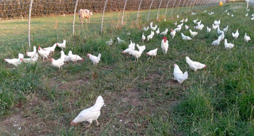 La Gallina Bianca di Saluzzo La Gallina Bianca di Saluzzo