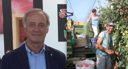 Il presidente di Assortofrutta Domenico Sacchetto e la raccolta delle mele nella stagione 2018 all'azienda agricola Alberti di Cuneo Il presidente di Assortofrutta Domenico Sacchetto e la raccolta delle mele nella stagione 2018 all'azienda agricola Alberti di Cuneo
