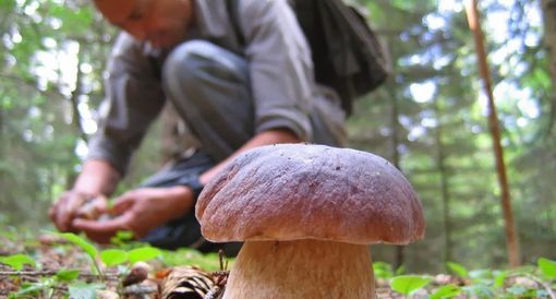 Raccolta funghi 2026: ecco titoli necessari e modalità nell'Unione Montana Valli Mongia, Cevetta, Langa Cebana e Alta Valle Bormida Raccolta funghi 2026: ecco titoli necessari e modalità nell'Unione Montana Valli Mongia, Cevetta, Langa Cebana e Alta Valle Bormida