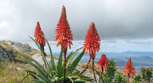 Alla scoperta dell'Aloe Arborescens: quali sono le proprietà salutari per il Tuo organismo?