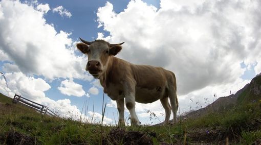 Vacca finisce in una fossa liquami a Peveragno: veterinario e vigili del fuoco sul posto Vacca finisce in una fossa liquami a Peveragno: veterinario e vigili del fuoco sul posto
