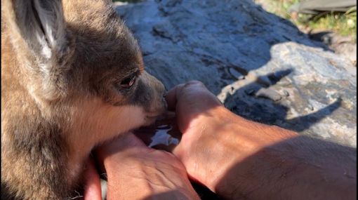 Il camoscio si disseta dalle mani dei soccorritori