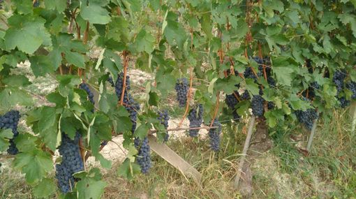 I produttori di vino possono ottenere contributi per realizzare locali di degustazione e vendita