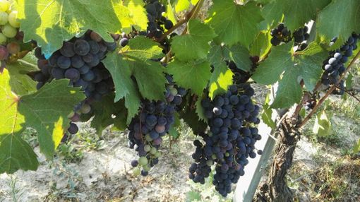 Vendemmia: qualità eccezionale delle uve e in anticipo