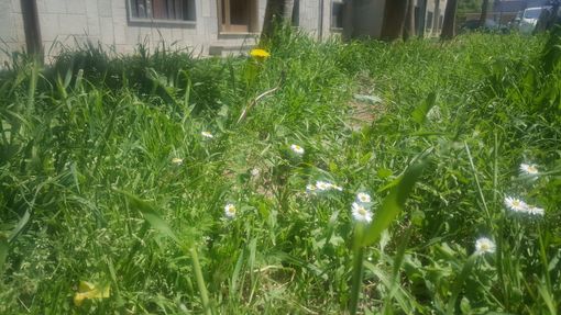 In foto le aiuole in via Aldo Moro, a Bra In foto le aiuole in via Aldo Moro, a Bra