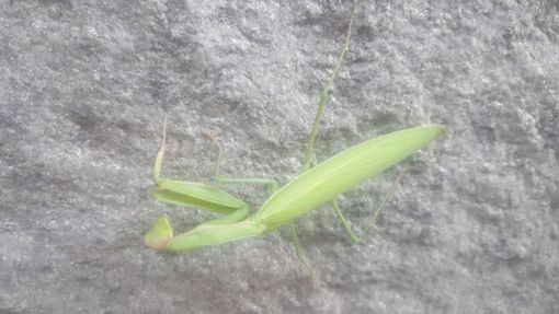 Una mantide religiosa Una mantide religiosa