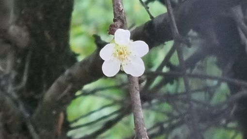 Un fiorellino sbocciato nel pruneto del Santuario
