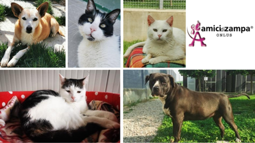 Alba, Natale solidale con l’associazione Amici di Zampa