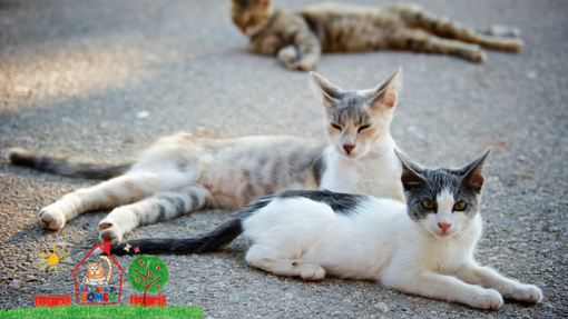 A Cherasco le colonie feline saranno protagoniste di un evento A Cherasco le colonie feline saranno protagoniste di un evento