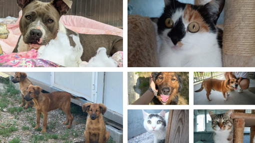 Alcuni ospiti di Amici di Zampa