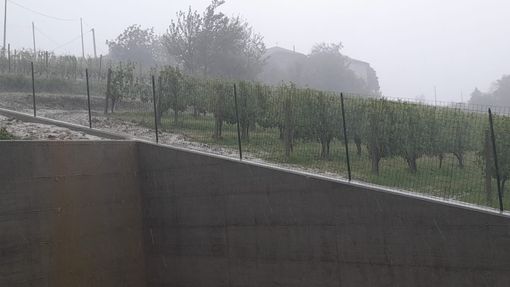 Vigneti colpiti dalla grandine nella zona di Treiso