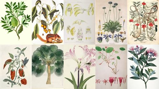 Al Comizio Agrario di Mondovì il seminario “Il nome delle piante"