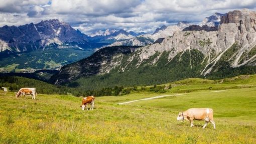 Pontechianale, il Tar dà torto al Comune sulla gara per l’assegnazione dei pascoli Pontechianale, il Tar dà torto al Comune sulla gara per l’assegnazione dei pascoli