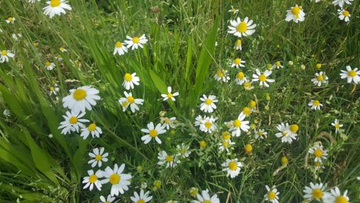 La camomilla e una storia tutta da scoprire, dagli antichi Egizi ai giorni nostri