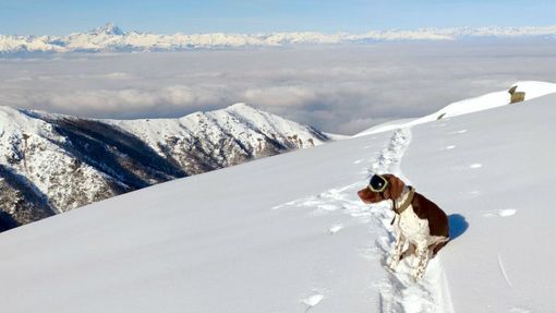 Argo, il cane antiveleno delle Alpi Marittime, al lavoro sulla neve con una mascherina solare