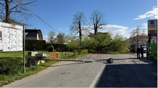 Forte vento a Savigliano: albero di 20 metri cade in Strada Sanità Forte vento a Savigliano: albero di 20 metri cade in Strada Sanità