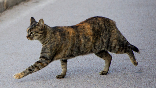 Gatti randagi investiti, l’appello di Amici di Zampa: “Servono convenzioni veterinarie per intervenire subito”
