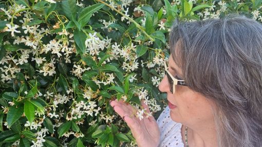 Profumo d’estate con la fragranza inebriante e seducente del gelsomino Profumo d’estate con la fragranza inebriante e seducente del gelsomino