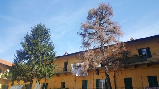 A Bra sarà abbattuto l’abete rosso, memoria storica di tante marce alpine