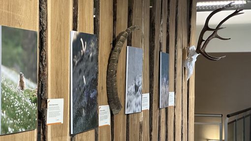 Le mostre del parco naturale Alpi Marittime: aperture straordinarie ad agosto