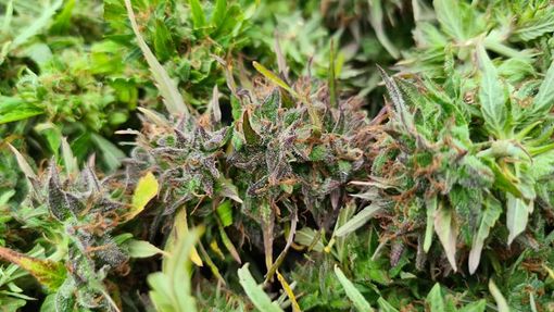 Canapando: dalla passione alla produzione di canapa light