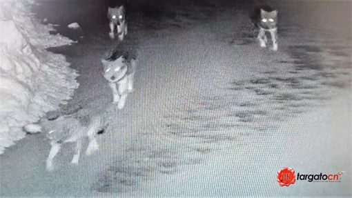 Il branco immortalato da una telecamera alle Sagne di Crissolo, il lupo fotografato in via San Giuseppe Croesio, a Paesana e la cerva predata ai Ciampetti di Ostana Il branco immortalato da una telecamera alle Sagne di Crissolo, il lupo fotografato in via San Giuseppe Croesio, a Paesana e la cerva predata ai Ciampetti di Ostana