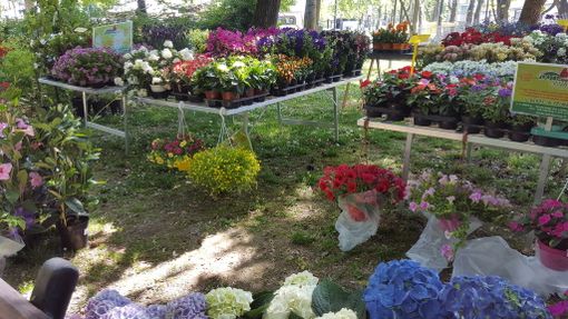 Fossano: aspettando Expoflora si può imparare a "coltivare prodotti buoni e sani" Fossano: aspettando Expoflora si può imparare a "coltivare prodotti buoni e sani"