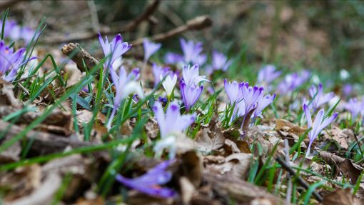 Al sentiero dell'Alevè per "Il risveglio del bosco"