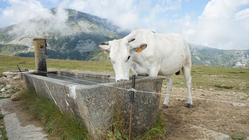 A Pian Munè di Paesana il laboratorio “Lo sai come si fa il formaggio?” A Pian Munè di Paesana il laboratorio “Lo sai come si fa il formaggio?”