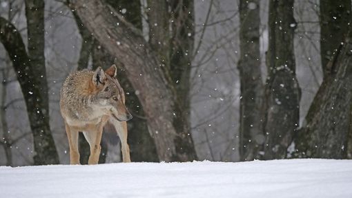 Immagine di repertorio - Foto A. Revelli