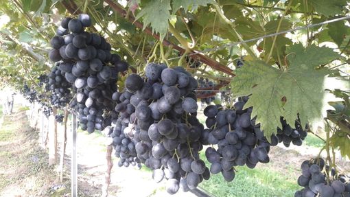Uva da tavola senza semi nei vigneti del Saluzzese