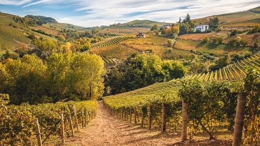 Vino, Consorzio Asti Docg: al via la prima sperimentazione sulle varietà aromatiche resistenti (piwi) in Piemonte