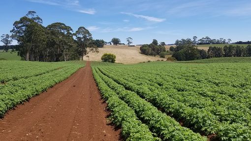 Prezzi di frutta e nocciole, la richiesta Coldiretti è realtà: operative le nuove Commissioni di rilevazione