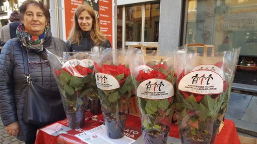 Bra, tornano in scena le Stelle di Natale dell'AIL per la ricerca