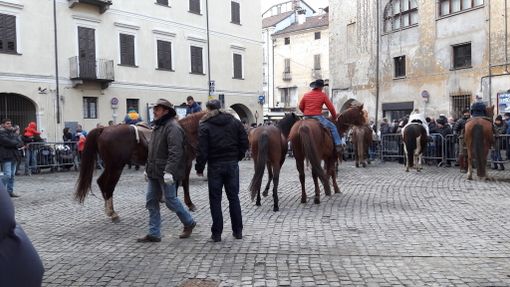 Cani, gatti, cavalli e un bue: la benedizione degli animali alla Confraternita della Pietà di Savigliano