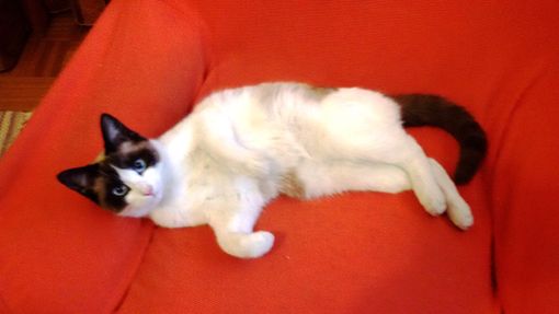 Santa Croce di Cervasca: qualcuno ha notizie della gatta Mia?