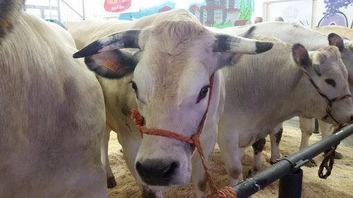 Carrù, conto alla rovescia: tra un mese la Fiera Nazionale del Bue Grasso