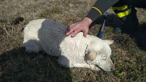 Mondovì, vigili del fuoco salvano una cagnolina caduta in un canale Mondovì, vigili del fuoco salvano una cagnolina caduta in un canale
