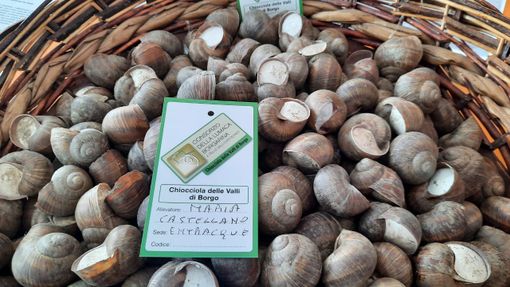 Borgo San Dalmazzo, alla Fiera Fredda 2024 anche il Consorzio della Chiocciola Borgo San Dalmazzo, alla Fiera Fredda 2024 anche il Consorzio della Chiocciola