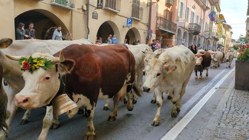 A Demonte la tradizionale Fiera di San Luca: sfilata di animali e mezzi agricoli [FOTO E VIDEO]
