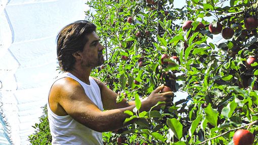 Intervista all''Ad Giovanni Gullino, parliamo del mercato delle mele