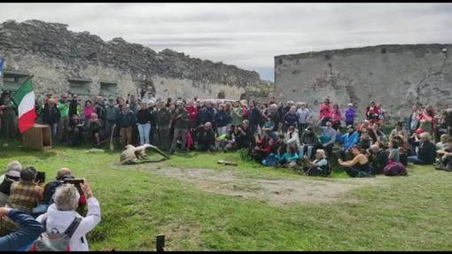 Festa transfrontaliera al colle di Tenda per il ritorno in natura di uno splendido grifone [VIDEO]