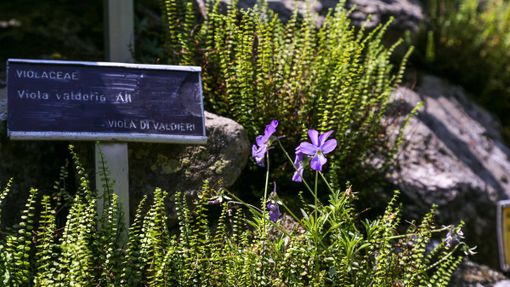 Apre Valderia il "paradiso" dei fiori alpini