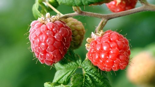 Corso di Frutticoltura  e Corso di Orticoltura  al Comizio Agrario di Mondovì