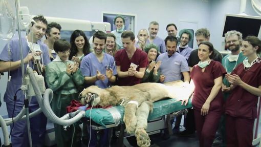 L'equipe veterinaria che ha operato Leonardo di tumore surrenale