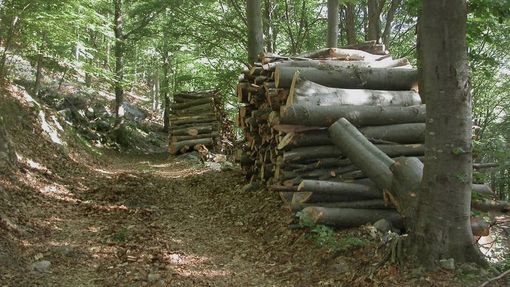 Alienazione lotto boschivo a Valdieri: base d'asta a 20mila euro